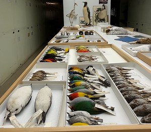 Did you know there’s a national lab in DC dedicated to solving bird murders? - WTOP News