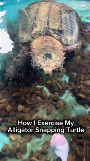 Exercising My Alligator Snapping Turtle at Home