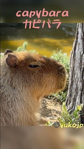 A relaxed capybara #capybara #capybara #water pig #water pig-kun #cabiai #capibara #kapibara
