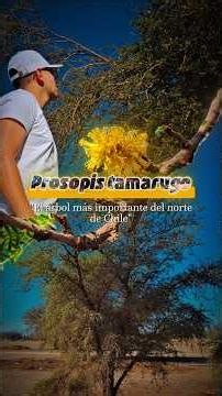 𝙋𝙧𝙤𝙨𝙤𝙥𝙞𝙨 𝙩𝙖𝙢𝙖𝙧𝙪𝙜𝙤, el árbol más importante del norte de Chile #tamarugo #chile ##viral #fyp #parati