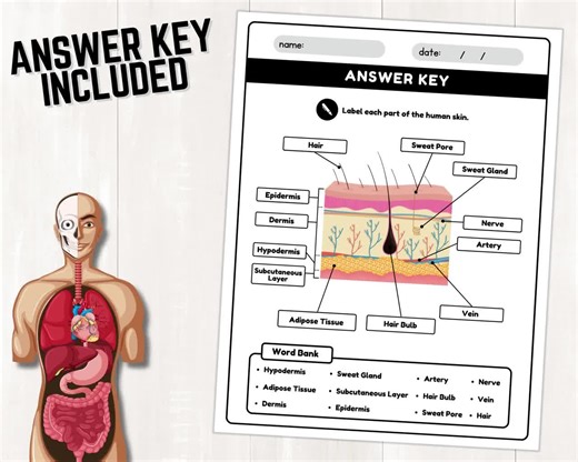 Human Skin Parts Labeling Worksheet | Anatomy of the Skin | Parts of the Human Skin Worksheets | Instant Download | Printable PDF - Etsy