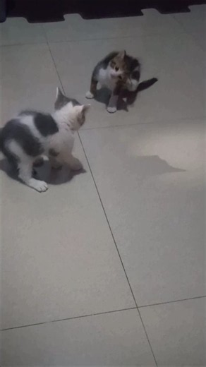 Let's Dance Despacito. #cat #shorts#LDD ‪@wibicam‬