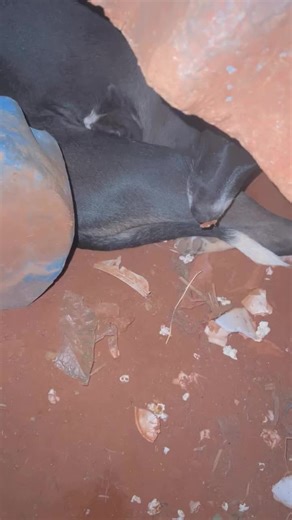 Videos de tu papi chulo (@tu.papi.chulo145) con “sonido original - tu papi chulo”