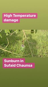 Grewal Mango Solutions on Reels