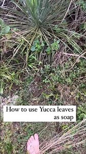 How to use Yucca leaves as soap