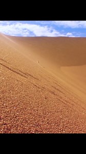 The best hidden snake #documentary #animals #snake #snakebites | Animal Documentary