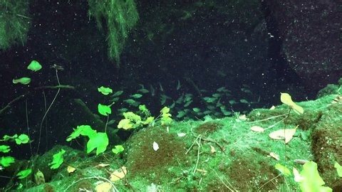 clip-3972043057-freshwater-fish-swimming-cenote-cave-system-yucatán