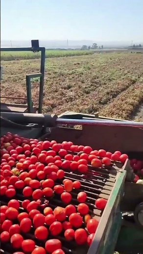 Tomato Planting and Harvesting Process 🌱🍅#TomatoPlanting #TomatoHarvest