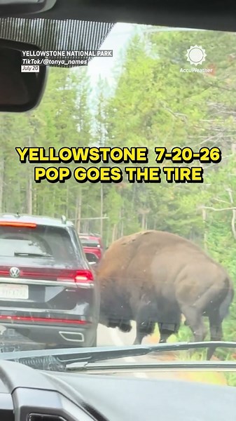 Bison Pops Car Tire at Yellowstone National Park