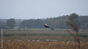 Majestic Flight of Birds 4K 120fps super slow motion - European Wildlife