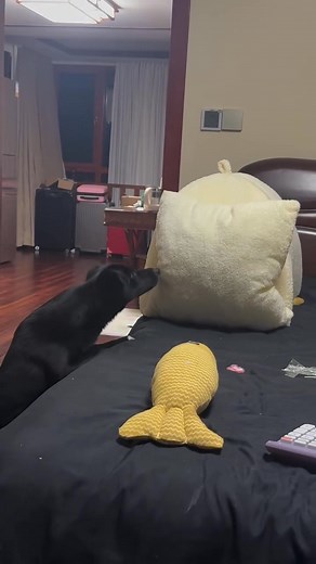 Don’t catch me funny cat | Sia Fayia