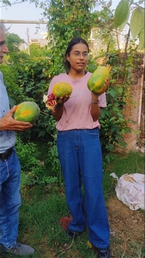Organic Papaya in Summer for Better Health 🥑 पपीता खाएं बीमारी भगाएं 🌹💐 Farmamrit