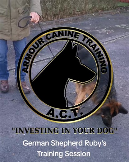 Here we have German Shepherd Ruby who has been to a couple of other trainers, but the owners still don't have the dog they are looking for, so they've reached out to myself. In this session we are working on the start of core foundations, where we can communicate effectively and have the dog follow the instructions without conflict. Even with starting off on basic exercises Ruby's owners have already seen success through recalling away from bird chasing. There is a bit of unlearning some things 