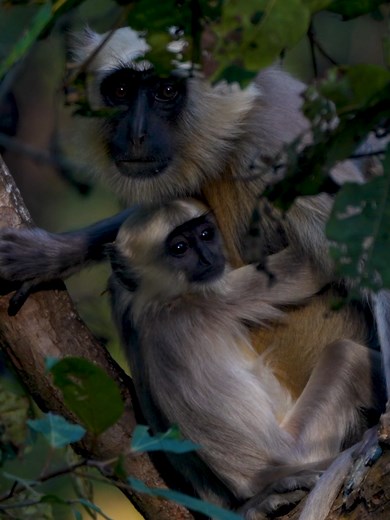 Terai Gray Langur: अद्भुत बायोडायवर्सिटी