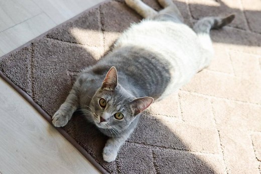 8 Most Common Cat Sleeping Positions & Meaning - Cats.com