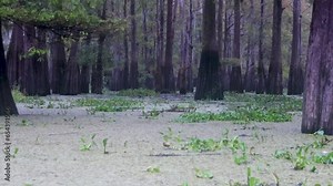 Atchafalaya swamp footage from airboat in fall