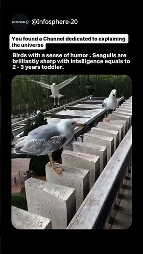 Seagulls intelligence 🤣 | Seagulls Are Smarter Than You Think | #shorts #explanation #facts