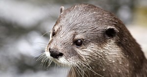 Otters at Georgia Aquarium test positive for Covid-19