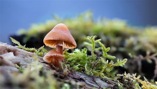 Macro Photography Tips: Choosing the Right Gear for the Best Results | Fstoppers