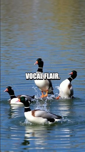 The Spectacular Symphony of the Underrated Bufflehead Duck!