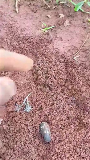 Alien iQ centipede is stung by smart bullet ants | Soriya