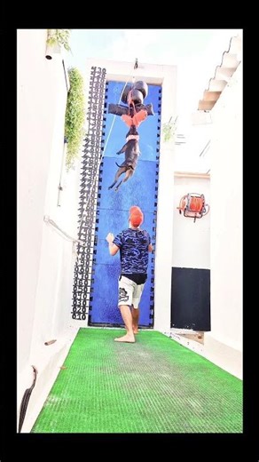 Dangerous APBT climbing training #pitbull #apbtlove