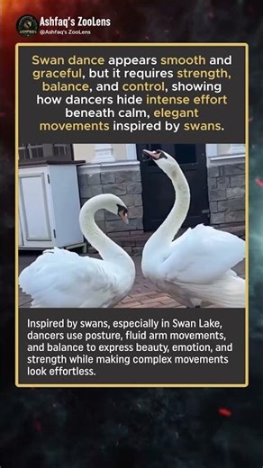 This Dance Looks Calm But Is Incredibly Difficult#animals #shorts