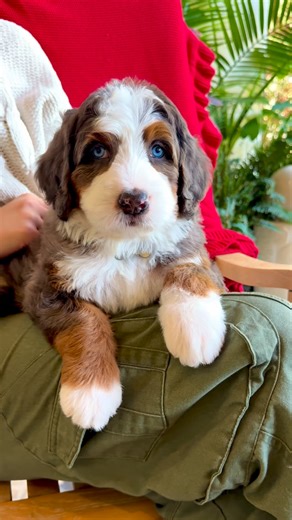 Namaste Bernedoodles on Instagram: "Heaven sent= A Bernedoodle❤️ #Bernedoodle #BernedoodlePuppy #BernedoodlesOfInstagram #DoodleLife #DoodleLove #DoodlePuppy #PuppyReels #DogReels #PuppyLove #InstaDog #DogsofIG #PuppyGram #FluffyPuppy #FurryFriends #DesignerDogs #CutePuppyAlert #PuppyObsessed #DogMomLife #DogDadLife #TrendingReels #ViralReels #PuppyContent #DogContent #DoodleNation #PuppyFever #BernedoodleLove #PuppyVibes #PuppyDaily #DogTok #InstaPuppies"