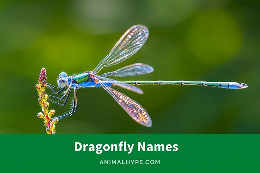375 Dazzling Dragonfly Names for Your Winged Companion - Animal Hype