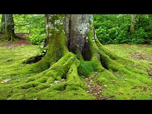 Watch how to sign 'mossy' in American Sign Language.