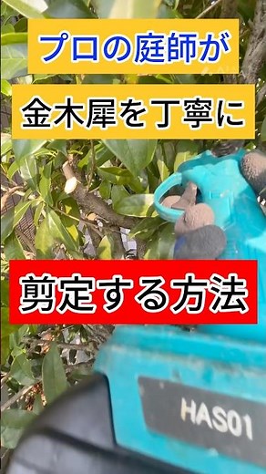 【金木犀】刈り込まず樹形を整える方法