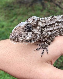 1.5K views · 120 reactions | Check out this bizarre lizard! One of the projects I am the most thrilled about. Cuban False Chameleon. Chamaeleolis barbatus. #chamaeleolisbarbatus #cubanfalsechameleon #anoles #chameleonanole | TikisGeckos | Facebook