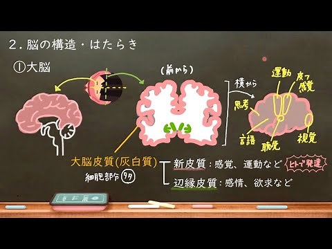 High School Biology 62. Brain Structure and Function