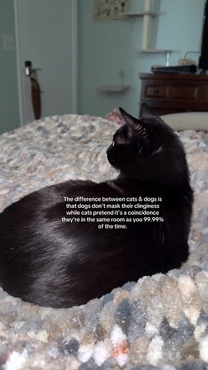 Understanding Cat Behavior: The Truth About Cats and Dogs