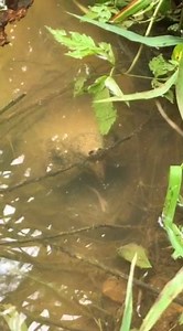 Loggerhead Acres Turtle Farm on Reels