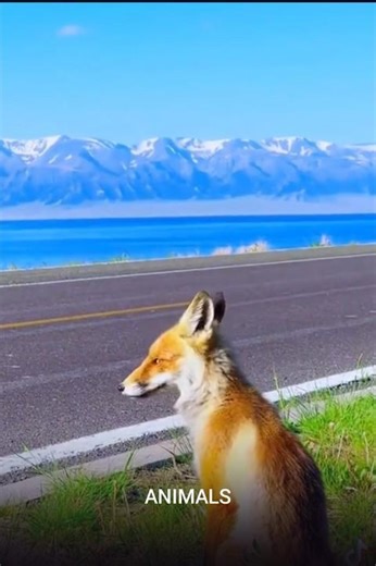 Look at them🥰#animals #animalshorts #shorts #shortvideo #trending #wildlife #nature