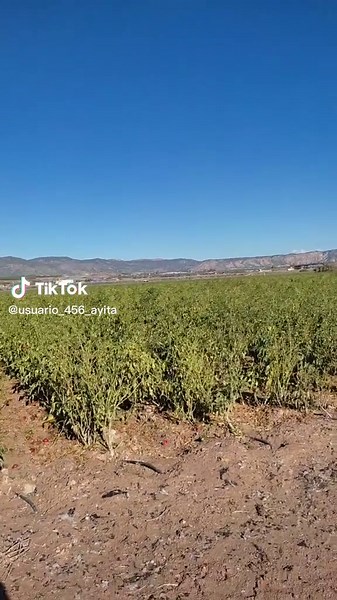 Videos de 🦋 (@naima_fb) con “Joker / الجوكير - cheba achwak & Said Rami”