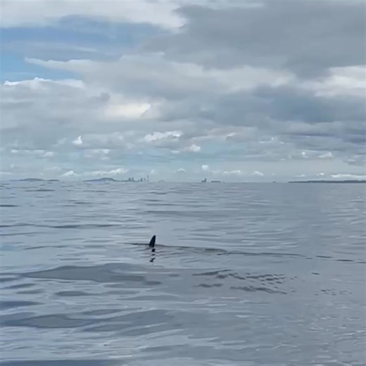 In 2023, researchers in New Zealand caught the rare sight of a Maori octopus hitching a ride on top of a mako shark’s head. “It makes no sense that these two animals should be at the same place and time to encounter each other,” a marine ecologist said. https://nyti.ms/4hKKItY | The New York Times