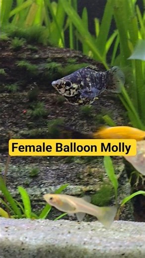 🐟Female Balloon Molly #Shorts #Balloonmolly #Mollyfish