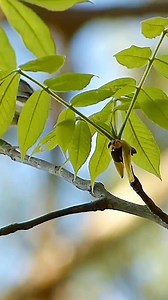 Worm-eating warbler singing #reels #bird #sound #nature #singing | Okicau