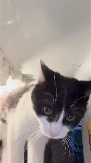 Cyber Goth Dance Party on Instagram: "@whoisawoken here to drop some more info about our upcoming shows at @good_judys in support of @mutualaidpartners 🖤 @valkyrie_productions_co will be providing @pksound for both nights 🥵 Friday night we have "The Gauntlet" a massive back to back with featured performance's by @basstorque and @cybergothdanceparty 🔥 Saturday night we have the @lowfrequencyoperations takeover Tickets are $12 at the door We can't wait to see you there ✨"