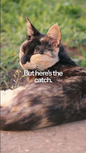 Dr. Elie breaks down why cats are obsessed with concrete and what you need to watch out for #cattip