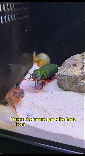 This Tiny Shrimp Can Create a Blast Hotter Than the Sun 🌊🔥