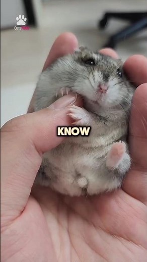 Hamsters can learn to recognize their own name! 🐹