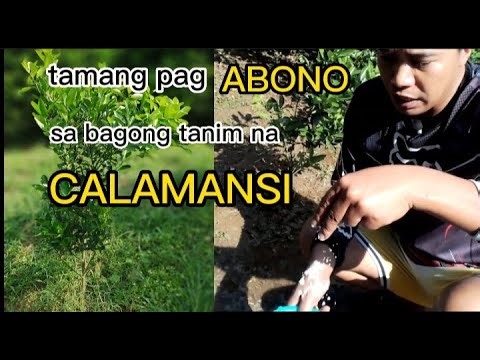 Paano ang tamang pag ABONO ng CALAMANSI na bagong tanim. step by step tutorial.