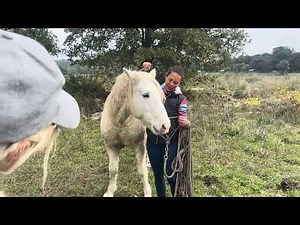 Formation cheval thérapeute : éthologie en Camargue