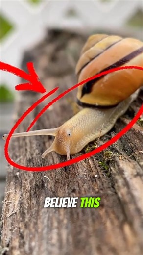 This Tiny Snail Kills 200,000 People Every Year #animals #facts