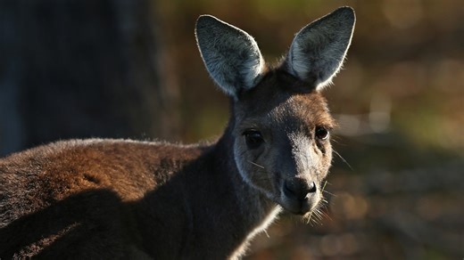 Victorian Nationals Leader Peter Walsh discusses Australia's kangaroo population problem amid the Allan government's ineffective kangaroo culling policy. | Sky News Australia