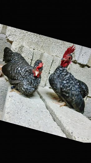 Descubre los Gallos Miniatura Azteca y sus Características Únicas