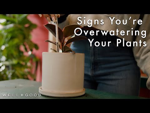 Signs You're Overwatering Your Plant, And How To Fix It | Greene Thumb | Well+Good
